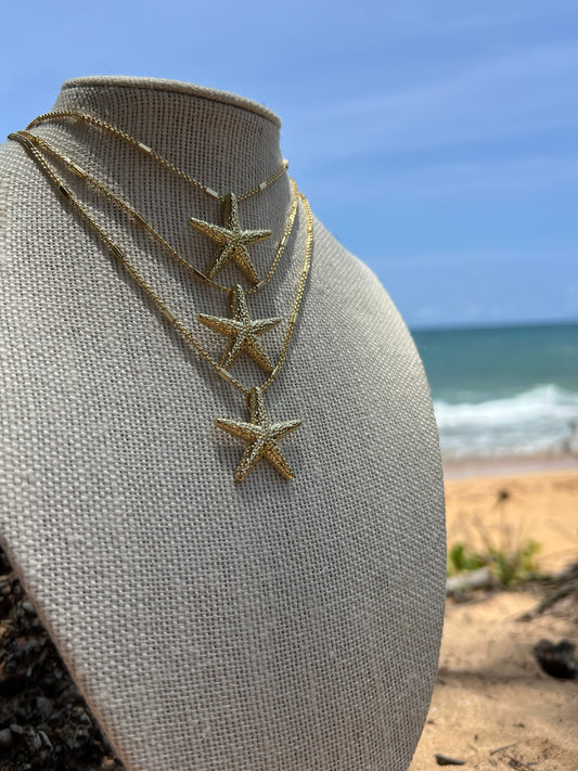 Estrella de mar caribe